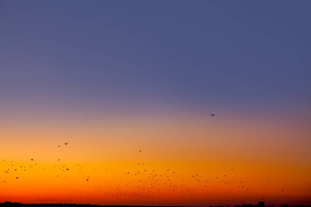 Flock of birds flying in evening . Colorful sky with twilight . Crows over the city