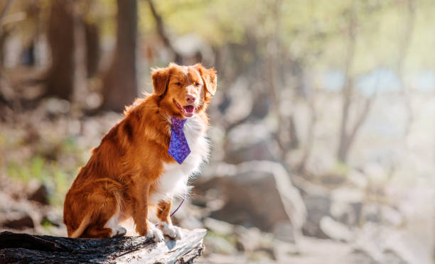 istock Nova Scotia Duck Tolling Retriever dog 1415165841