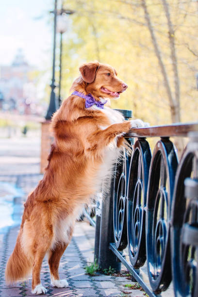 istock Nova Scotia Duck Tolling Retriever dog 1415165888