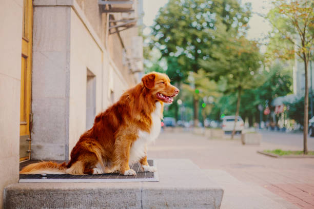 istock Nova Scotia Duck Tolling Retriever dog 1415166021
