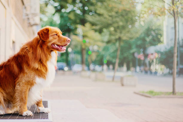istock Nova Scotia Duck Tolling Retriever dog 1415166448