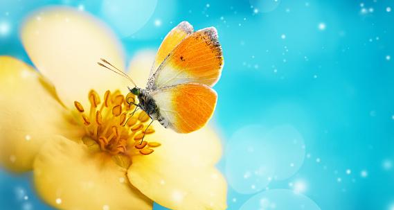 Butterfly on yellow flower on blue sky background with bokeh lights. Spring morning background, banner.