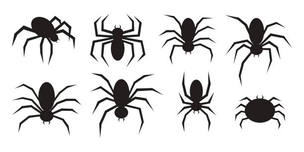 векторный набор плоских силуэтов черных пауков, изолированных на белом фоне. - silhouette spider tarantula backgrounds stock illustrations