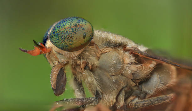 istock robberfly head with macro photography. 1415169637