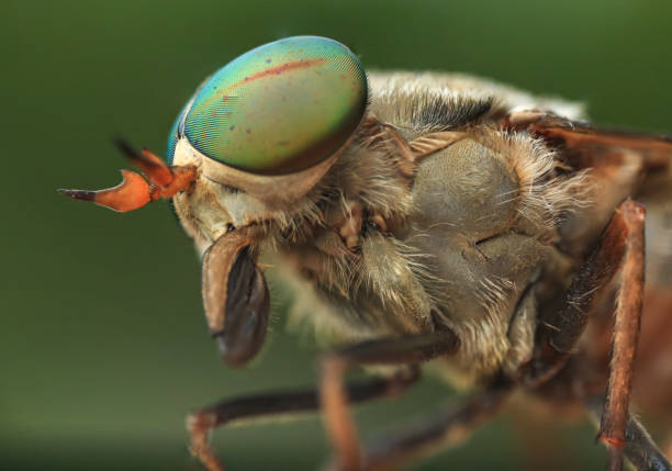 istock robberfly head with macro photography. 1415169705