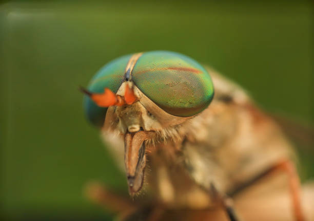 istock robberfly head with macro photography. 1415169710