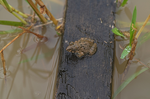 Small Brown frog on wooden planks to escape the flood in Thailand