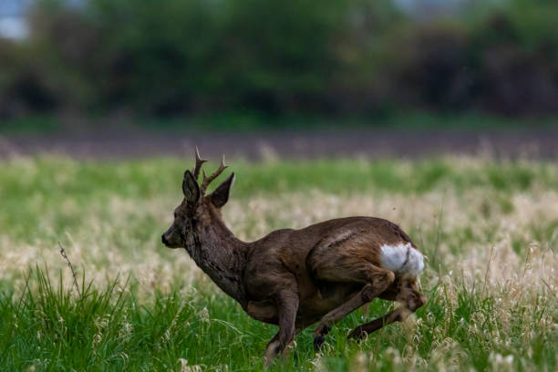 istock A young running away at a sunny day in spring. 1415171363