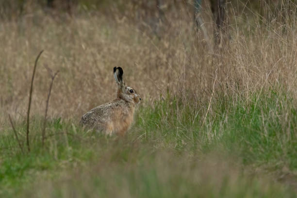 istock A rabbit sitting in a meadow at a sunny day in spring. 1415171412