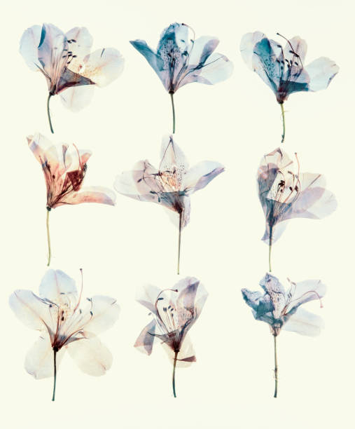 istock Colorful dried petals Rhododendron 1415174721