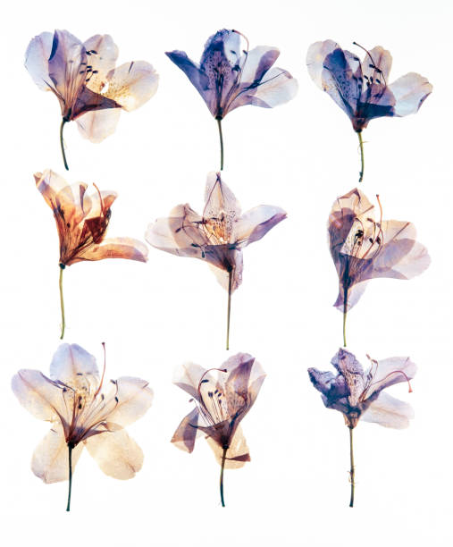 istock Colorful dried petals Rhododendron 1415174728