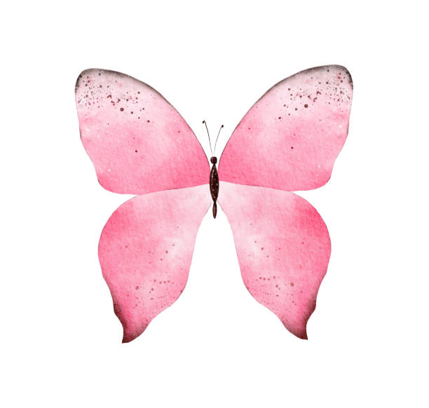 istock Hand painted pink watercolor butterfly clipart on white background 1415176878