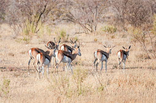 Springbok at Newbrownii Waterhole at Etosha National Park in Kunene Region, Namibia