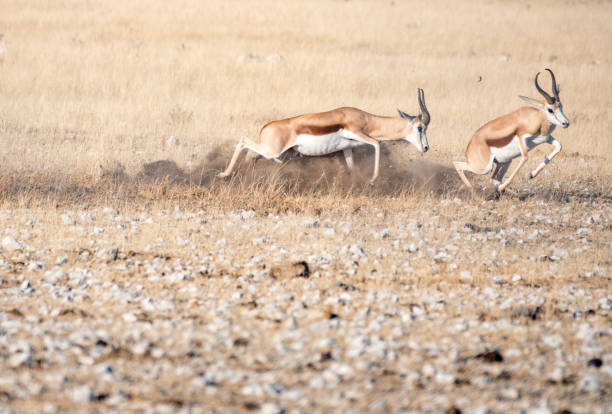 istock Springbok at Nebrownii Waterhole in Etosha National Park, Namibia 1415178984