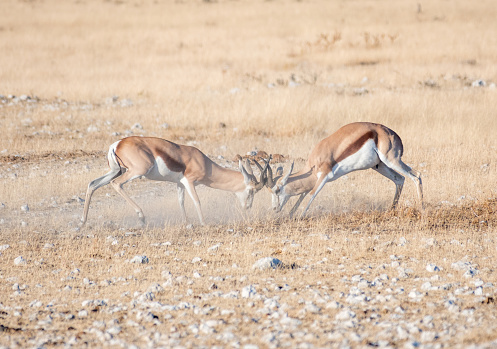 Male springbok (Antidorcas marsupialis) fighting at Nebrownii Waterhole in Etosha National Park, Namibia
