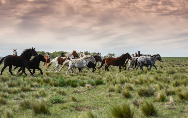 pferdeherde in der coutryside, provinz la pampa, patagonien, argentinien. - coutryside stock-fotos und bilder