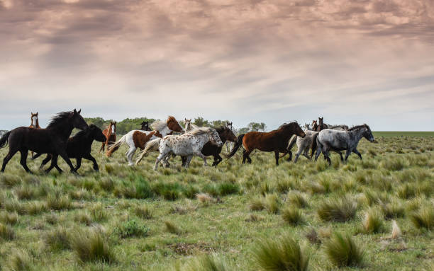 Herd of horses in the coutryside, La Pampa province, Patagonia,  Argentina. stock photo