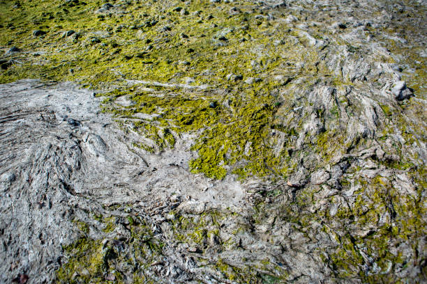 Dried out riverbed - abstract background Dried out riverbed of Rhine river due to extraordinary low water level after a long period of drought in August 2022. dry riverbed stock pictures, royalty-free photos & images