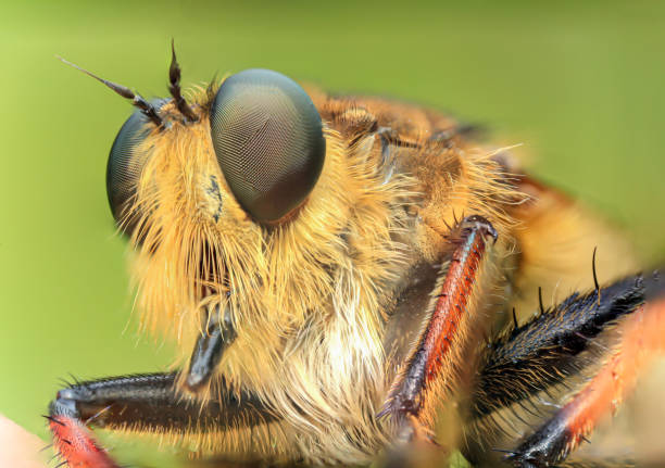 istock Robberfly taken with macro photography. 1415182274