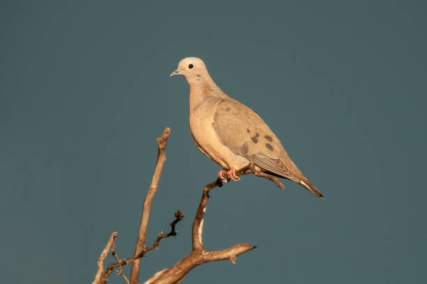 istock Eared Dove in Calden forest environment, La Pampa, Argentina 1415182542