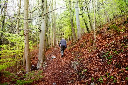 A male senior in his 70s follows a path through a beech forest, it is spring and the young green leaves have just sprouted.