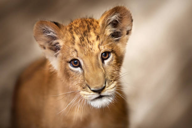 löwenjunges hautnah - tierisches auge stock-fotos und bilder