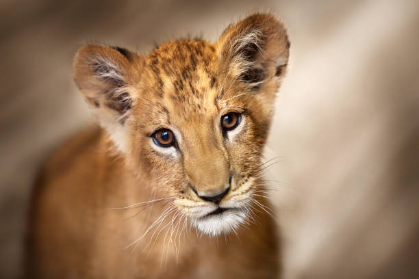 Lion cub close up A cute young lion cub close up portrait big cat stock pictures, royalty-free photos & images