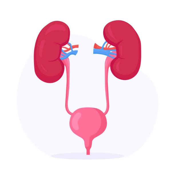 illustrazioni stock, clip art, cartoni animati e icone di tendenza di reni e vescica. organo interno umano. sistema urogenitale. infezione del tratto urinario. nefrologia, urologia. endoscopia renale, nefrectomia parziale - renal vein