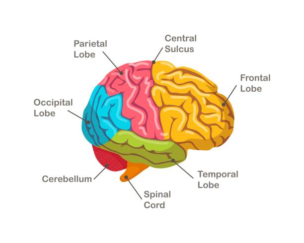 Sections of human brain. Anatomy. Side view of organ Sections of human brain. Anatomy. Side view of organ lobe illustrations stock illustrations