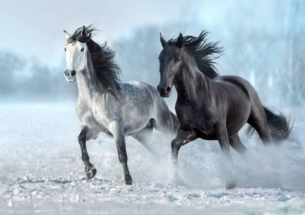 istock Black and white horse run gallop in snow 1415186088
