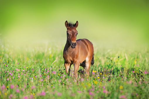 Sweet little chestnut foal baby horse outside on a lawn in spring flowers meadow