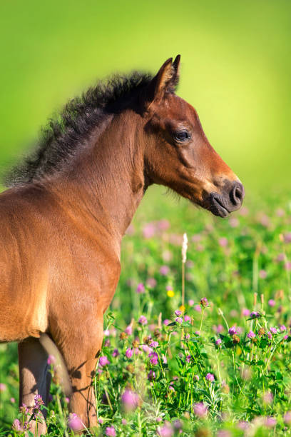 istock Bay foal close up in flowers 1415186107