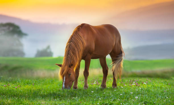 istock Horse on pasture in mountain landscape 1415186111