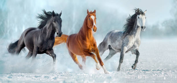 Three horse run gallop in snow