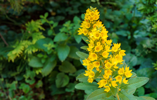 Yellow flowers Lysimachia punctata (spotted Loosestrife, Yellow or Garden Loosestrife). Selective focus