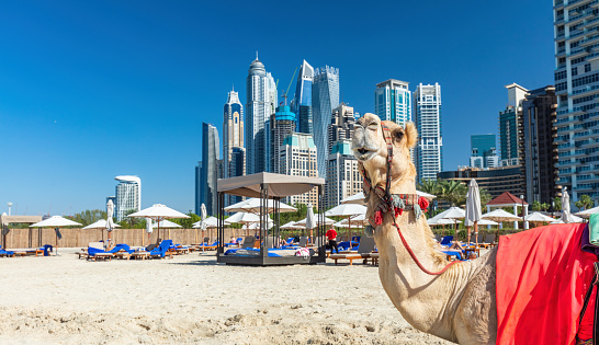 Camel on Dubai jumeirah beach with marina skyscrapers in UAE. Popular public JBR beach