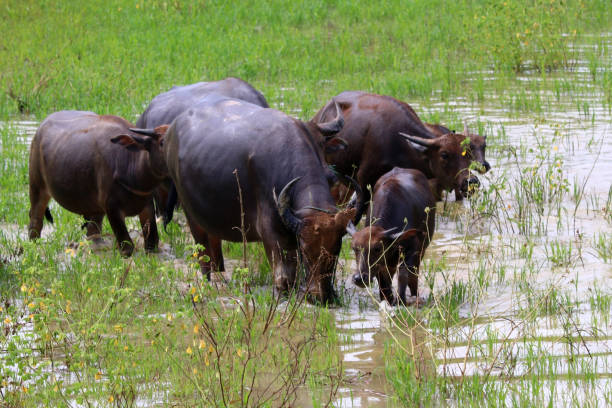 istock asian water buffalo or bubalus bubalis 1415186967