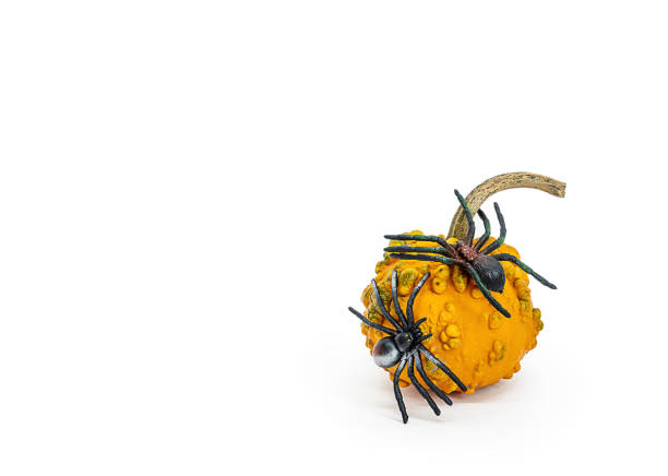 Isolated pumpkin close-up on a white background. Decorative pumpkin in nutmeg yellow color with big spiders and cobwebs on it for halloween design. Easy to cut and paste object