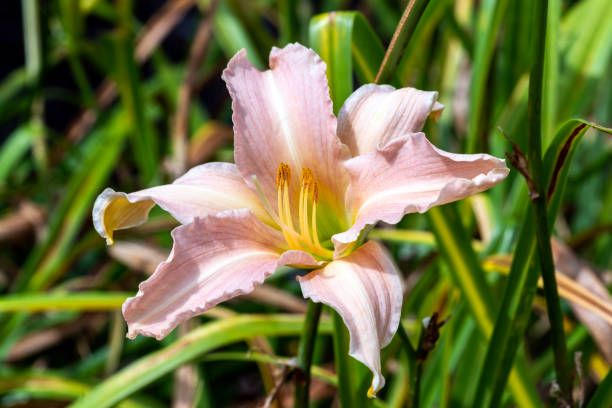 istock Hemerocallis 'Luxury Lace' 1415188134
