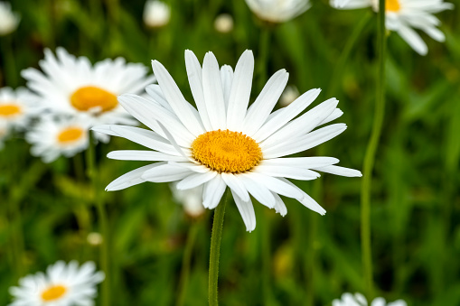 Leucanthemum x superbum a summer autumn fall flowering plant with a white summertime flower commonly known as Shasta daisy, stock photo image