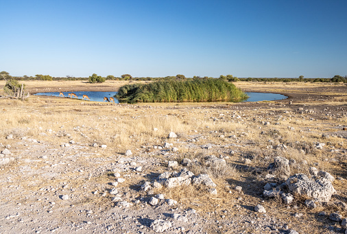 Chudop Waterhole at Etosha National Park in Kunene Region, Namibia