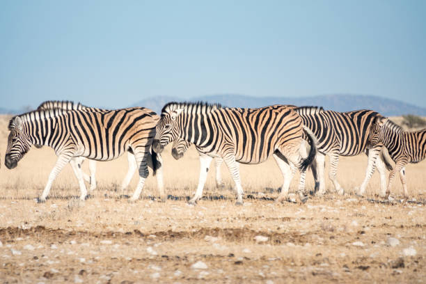 istock Zebra at Etosha National Park in Kunene Region, Namibia 1415189355