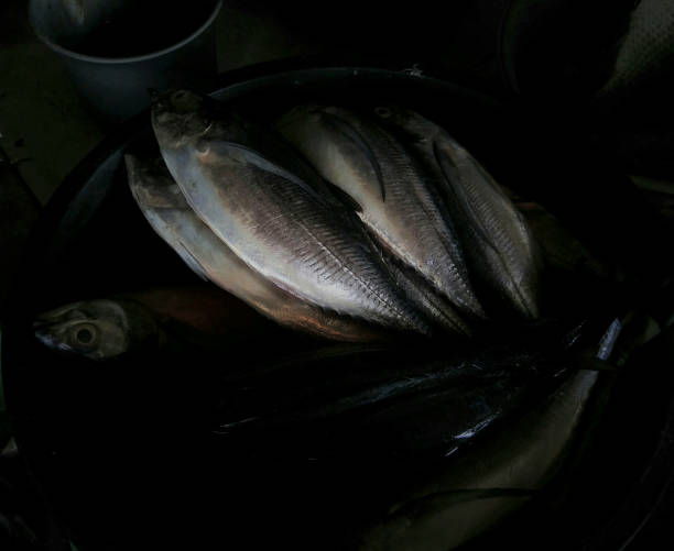 Bunch of fresh fish are collected in a big container after being catch by the sailor on blurred dark background.
