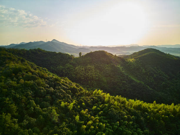 istock Bamboo forest landscape taken on top of Moganshan mountain. 1415189607