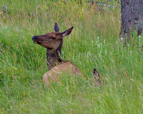 Female elk head close-up resting in the field with grass and wildflowers in its environment and habitat surrounding. Head shot.