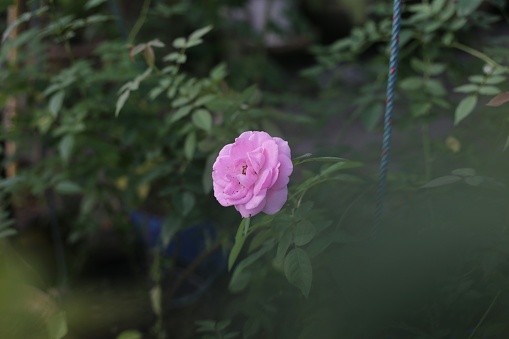 Pink roses are in a garden with blurred green leaves in the background.
