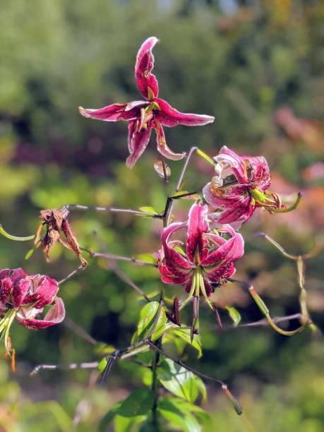 istock Colours of Botanic Gardens 1415191350