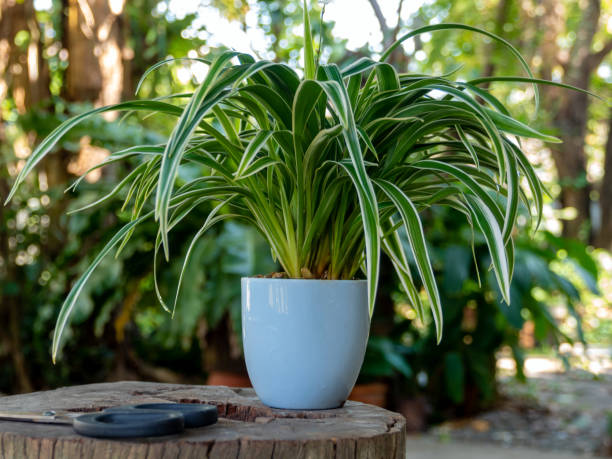 istock Spider Plant in small pots to decorate the garden 1415191663