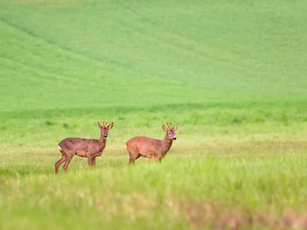 istock Roe deer, capreolus capreolus, grazing on meadow in summer with copy space. Roebuck feeding on grassland with space for text. Brown mammal pasturing on glade in summertime. 1415193113