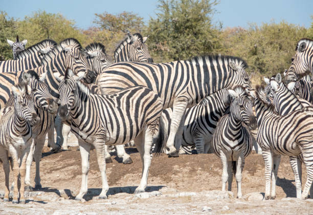 istock Zebra at Ombika Waterhole in Etosha National Park, Namibia 1415195835
